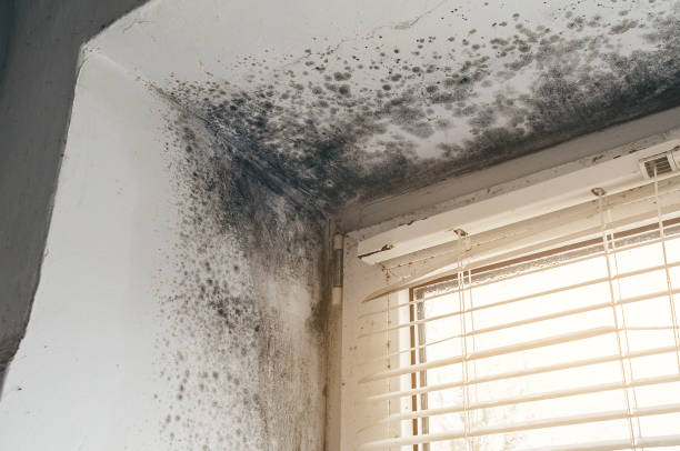 Affordable Black Mold Remediation solutions in Marion, KY